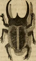 An illustration from Rerum medicarum Novae Hispaniae thesaurus, seu, Plantarum animalium mineralium Mexicanorum historia (1651)