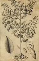 An illustration from Rerum medicarum Novae Hispaniae thesaurus, seu, Plantarum animalium mineralium Mexicanorum historia (1651)