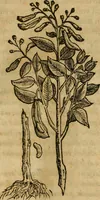 Picture 40 of 812 from Rerum medicarum Novae Hispaniae thesaurus, seu, Plantarum animalium mineralium Mexicanorum historia (1651), leaf 90