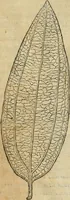 An illustration from Rerum medicarum Novae Hispaniae thesaurus, seu, Plantarum animalium mineralium Mexicanorum historia (1651)