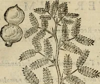 An illustration from Rerum medicarum Novae Hispaniae thesaurus, seu, Plantarum animalium mineralium Mexicanorum historia (1651)