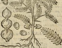 An illustration from Rerum medicarum Novae Hispaniae thesaurus, seu, Plantarum animalium mineralium Mexicanorum historia (1651)