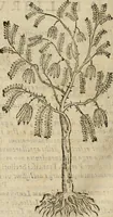 An illustration from Rerum medicarum Novae Hispaniae thesaurus, seu, Plantarum animalium mineralium Mexicanorum historia (1651)