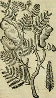 An illustration from Rerum medicarum Novae Hispaniae thesaurus, seu, Plantarum animalium mineralium Mexicanorum historia (1651)