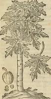 An illustration from Rerum medicarum Novae Hispaniae thesaurus, seu, Plantarum animalium mineralium Mexicanorum historia (1651)