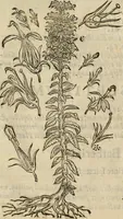An illustration from Rerum medicarum Novae Hispaniae thesaurus, seu, Plantarum animalium mineralium Mexicanorum historia (1651)