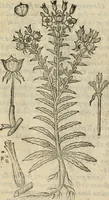 An illustration from Rerum medicarum Novae Hispaniae thesaurus, seu, Plantarum animalium mineralium Mexicanorum historia (1651)