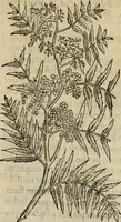 Picture 41 of 812 from Rerum medicarum Novae Hispaniae thesaurus, seu, Plantarum animalium mineralium Mexicanorum historia (1651), leaf 93