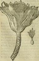 An illustration from Rerum medicarum Novae Hispaniae thesaurus, seu, Plantarum animalium mineralium Mexicanorum historia (1651)