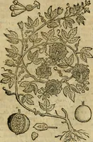 An illustration from Rerum medicarum Novae Hispaniae thesaurus, seu, Plantarum animalium mineralium Mexicanorum historia (1651)