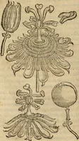 An illustration from Rerum medicarum Novae Hispaniae thesaurus, seu, Plantarum animalium mineralium Mexicanorum historia (1651)