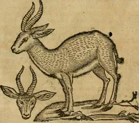 An illustration from Rerum medicarum Novae Hispaniae thesaurus, seu, Plantarum animalium mineralium Mexicanorum historia (1651)