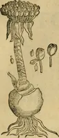 An illustration from Rerum medicarum Novae Hispaniae thesaurus, seu, Plantarum animalium mineralium Mexicanorum historia (1651)