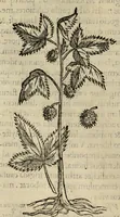 An illustration from Rerum medicarum Novae Hispaniae thesaurus, seu, Plantarum animalium mineralium Mexicanorum historia (1651)