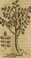 Picture 44 of 812 from Rerum medicarum Novae Hispaniae thesaurus, seu, Plantarum animalium mineralium Mexicanorum historia (1651), leaf 96