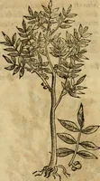 An illustration from Rerum medicarum Novae Hispaniae thesaurus, seu, Plantarum animalium mineralium Mexicanorum historia (1651)
