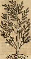 Picture 46 of 812 from Rerum medicarum Novae Hispaniae thesaurus, seu, Plantarum animalium mineralium Mexicanorum historia (1651), leaf 97
