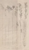 An illustration from Restio : quem dissertatione botanica ... præside Carol. Pet. Thunberg ... (1788)