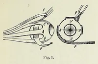 An illustration from Revista da exposição anthropologica brazileira; (1882)