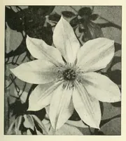 An illustration from Revue de l'art chrétien (1857)