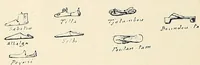 An illustration from Revue d'ethnographie et de sociologie (1910)