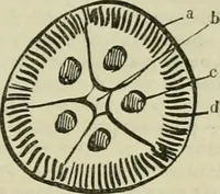 An illustration from Revue générale des mati`eres colorantes et des industries qui s'y rattachent (1908)
