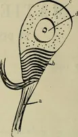 An illustration from Revue générale des mati`eres colorantes et des industries qui s'y rattachent (1908)