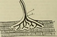 An illustration from Revue générale des mati`eres colorantes et des industries qui s'y rattachent (1908)