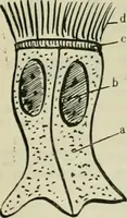 Picture 57 of 111 from Revue générale des mati`eres colorantes et des industries qui s'y rattachent (1908), leaf 172