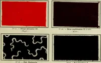 An illustration from Revue générale des mati`eres colorantes et des industries qui s'y rattachent (1908)