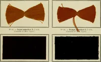An illustration from Revue générale des mati`eres colorantes et des industries qui s'y rattachent (1908)