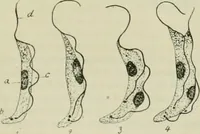 An illustration from Revue générale des mati`eres colorantes et des industries qui s'y rattachent (1908)