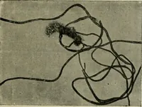 An illustration from Revue générale des mati`eres colorantes et des industries qui s'y rattachent (1908)