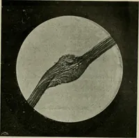 An illustration from Revue générale des mati`eres colorantes et des industries qui s'y rattachent (1908)