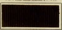 Picture 36 of 97 from Revue générale des matières colorantes et de leurs applications aux textiles (1908), leaf 118