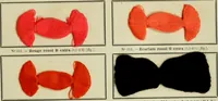 An illustration from Revue générale des matières colorantes et de leurs applications aux textiles (1908)