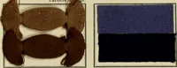 An illustration from Revue générale des matières colorantes et de leurs applications aux textiles (1908)