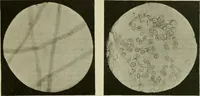 An illustration from Revue générale des mati`eres colorantes et des industries qui s'y rattachent (1908)