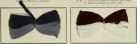 An illustration from Revue générale des mati`eres colorantes et des industries qui s'y rattachent (1908)