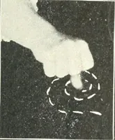Picture 109 of 132 from Rhymes for little hands (1906), leaf 138