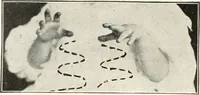 Picture 3 of 132 from Rhymes for little hands (1906), leaf 25