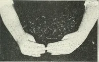 Picture 27 of 132 from Rhymes for little hands (1906), leaf 48