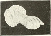 An illustration from Rhymes for little hands (1906)