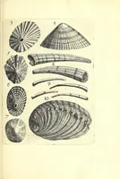 An illustration from Ricreatione dell'occhio e della mente nell'osseruation' delle Chiocciole : proposta a' curiosi delle opere della natura (1681)