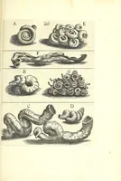 An illustration from Ricreatione dell'occhio e della mente nell'osseruation' delle Chiocciole : proposta a' curiosi delle opere della natura (1681)