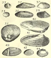 An illustration from Ricreatione dell'occhio e della mente nell'osseruation' delle Chiocciole : proposta a' curiosi delle opere della natura (1681)