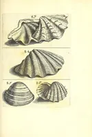 An illustration from Ricreatione dell'occhio e della mente nell'osseruation' delle Chiocciole : proposta a' curiosi delle opere della natura (1681)