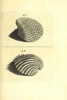 An illustration from Ricreatione dell'occhio e della mente nell'osseruation' delle Chiocciole : proposta a' curiosi delle opere della natura (1681)