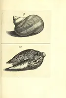 An illustration from Ricreatione dell'occhio e della mente nell'osseruation' delle Chiocciole : proposta a' curiosi delle opere della natura (1681)