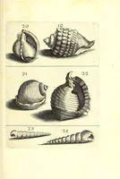 Picture 19 of 51 from Ricreatione dell'occhio e della mente nell'osseruation' delle Chiocciole : proposta a' curiosi delle opere della natura (1681), leaf 509